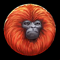 Icon 5