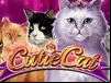 Cutie Cat