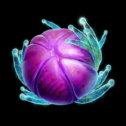 Icon 1